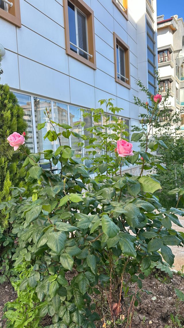 Duygusal Destek